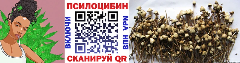 darknet клад  хочу   Бавлы  Псилоцибиновые грибы Magic Shrooms 